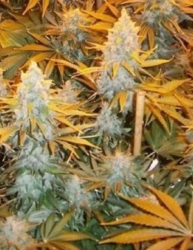 Auto Skywalker Ghost x Triangle Kush Feminizowane (Gnomes Seeds)