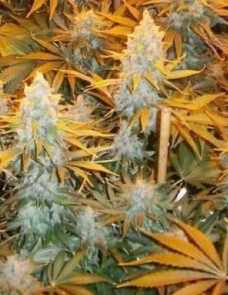 Auto Skywalker Ghost x Triangle Kush Feminized (Gnomes Seeds)-Gnomes Seeds-GnomesGarden