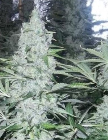 Auto Oregon Peach Feminized (Gnomes Seeds)