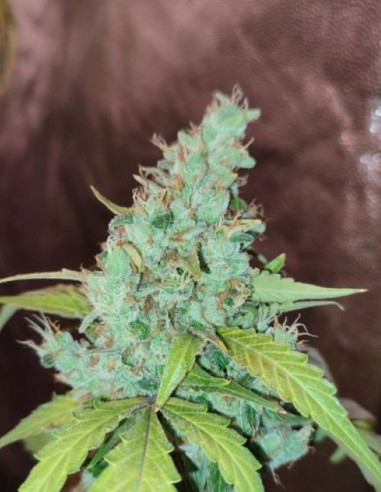 Gelato Feminizowane (Gnomes Seeds)-Gnomes Seeds-GnomesGarden