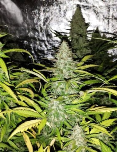 Gelato Feminizowane (Gnomes Seeds)