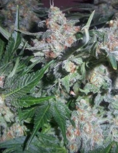 Auto Diesel Tonic Feminizowane (Gnomes Seeds)