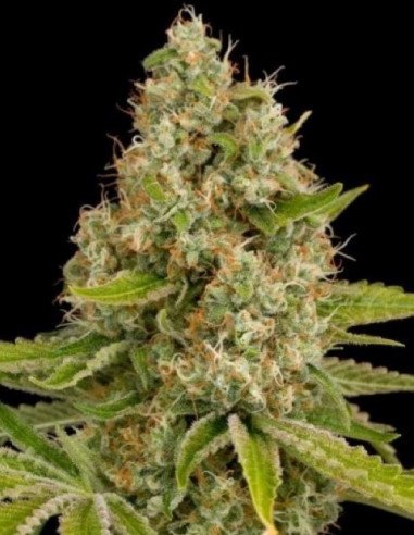 Auto Tangie Diesel Feminizowane (Gnomes Seeds)