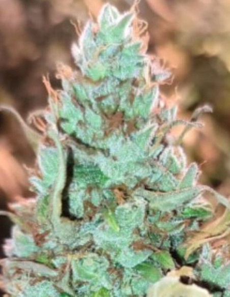 Melon Gum Feminized (Gnomes Seeds)-Gnomes Seeds-GnomesGarden