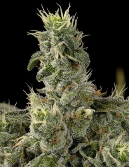 Nicole Kush Feminised (Gnomes Seeds)-Gnomes Seeds-GnomesGarden