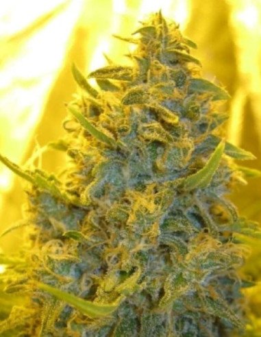Cake Bomb Feminizowane (Gnomes Seeds)