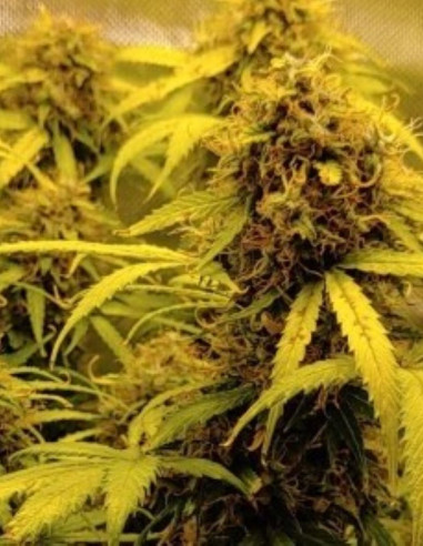 San Fernando Valley Feminizado (Gnomes Seeds)-Gnomes Seeds-GnomesGarden