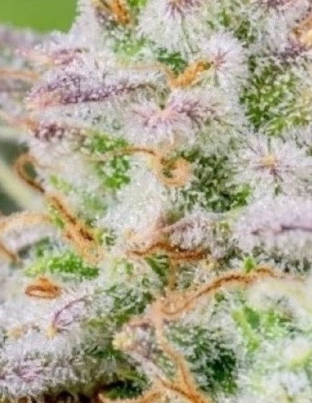 Runtz Feminisiert (Gnomes Seeds)-Gnomes Seeds-GnomesGarden