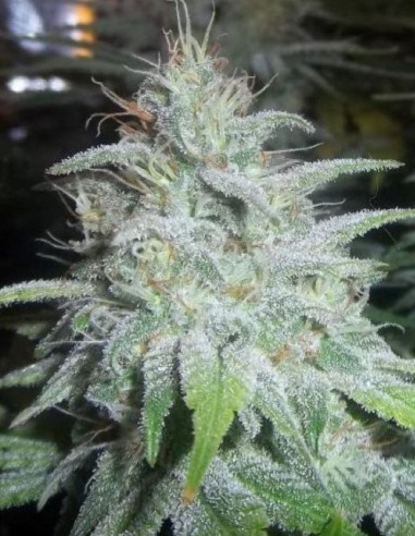 WW x AK47 Fast Version Feminizowane (Gnomes Seeds)-Gnomes Seeds-GnomesGarden