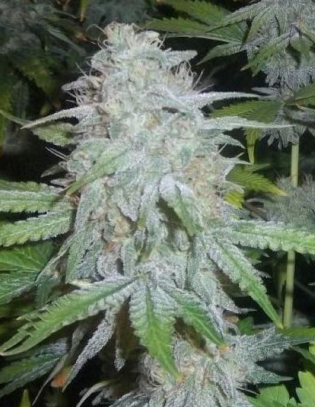 WW x AK47 Fast Version Feminizovane (Gnomes Seeds)-Gnomes Seeds-GnomesGarden