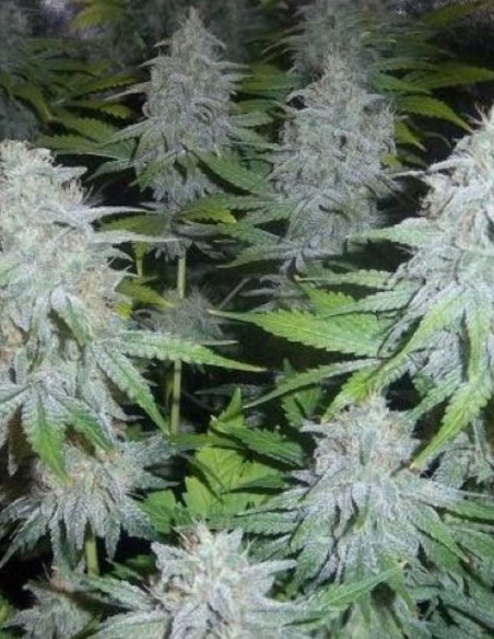WW x AK47 Fast Version Feminisiert (Gnomes Seeds)-Gnomes Seeds-GnomesGarden