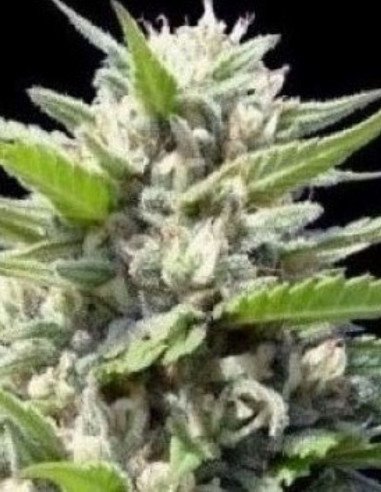 Big Bud x Northern Lights Auto Feminizowane (Gnomes Seeds)