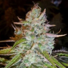 Auto West Coast OG Feminizowane (Gnomes Seeds)