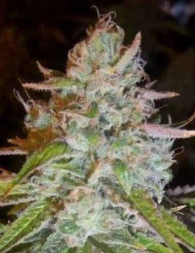 copy of Auto OG  Feminized (Gnomes Seeds)