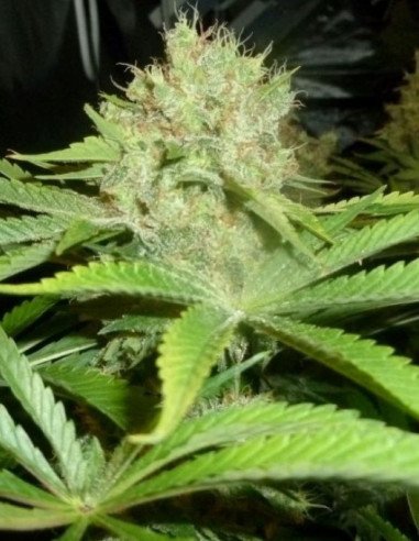 Gelato x Kosher Feminizowane (Gnomes Seeds)