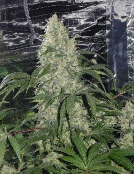 Gorilla Glue x Zkittlez Feminizovane (Gnomes Seeds)-Gnomes Seeds-GnomesGarden