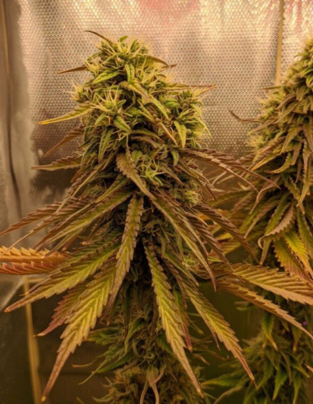 Grape Jam Feminizado (Gnomes Seeds)-Gnomes Seeds-GnomesGarden