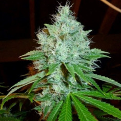 Grape Jam Feminizowane (Gnomes Seeds)