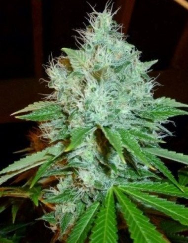 Grape Jam Feminizowane (Gnomes Seeds)