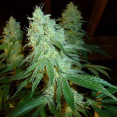 Hawaiian Snow Feminizowane (Gnomes Seeds)