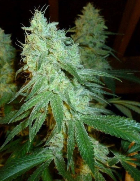 Hawaiian Snow Feminizado (Gnomes Seeds)-Gnomes Seeds-GnomesGarden