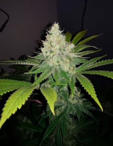 Gelato x Face OFF Feminizado (Gnomes Seeds)-Gnomes Seeds-GnomesGarden