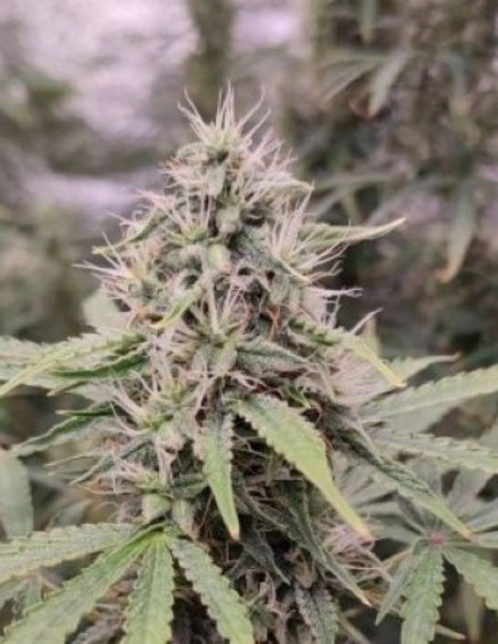 Purp Afgani Auto Feminized (Gnomes Seeds)-Gnomes Seeds-GnomesGarden