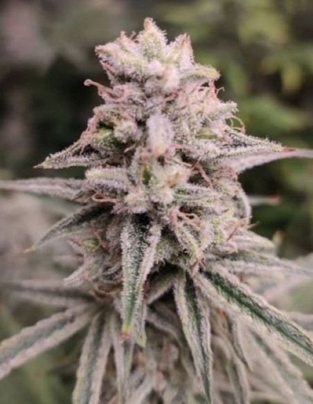 Sour D. Ryder Auto Feminisiert (Gnomes Seeds)-Gnomes Seeds-GnomesGarden