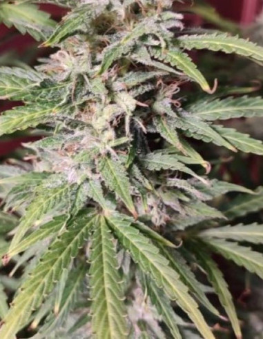 Auto Zamaldelica x  Auto Amnesia XXL (Malawnezja) Feminizowana (Gnomes Seeds)-Gnomes Seeds-GnomesGarden