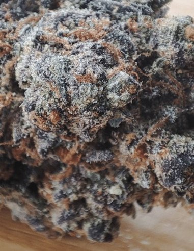 Apple Fritter Feminizado (Gnomes Seeds)