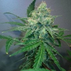 Auto Zkittlez Feminizowane (Gnomes Seeds)