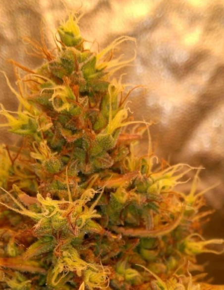 Auto Lemon Haze  Feminized (Gnomes Seeds)-Gnomes Seeds-GnomesGarden