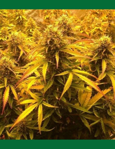 Auto Lemon Haze  Feminized (Gnomes Seeds)-Gnomes Seeds-GnomesGarden