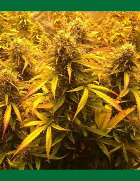 Auto Lemon Haze  Feminized (Gnomes Seeds)-Gnomes Seeds-GnomesGarden