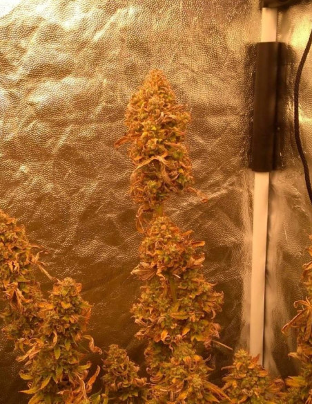 Auto Lemon Haze  Feminized (Gnomes Seeds)-Gnomes Seeds-GnomesGarden