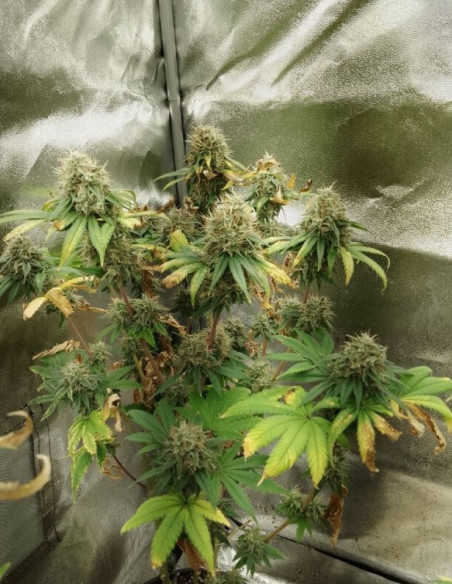 Gorilla Glue Feminizowane (Gnomes Seeds)-Odmiana tygodnia -50%-GnomesGarden
