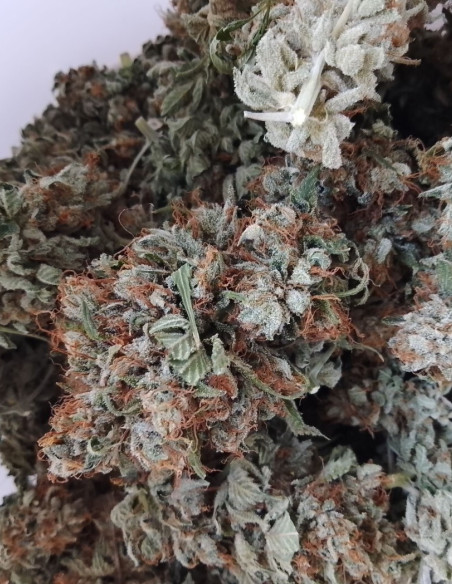 Gorilla Glue Feminisiert (Gnomes Seeds)-Sorte der Woche -50%-GnomesGarden