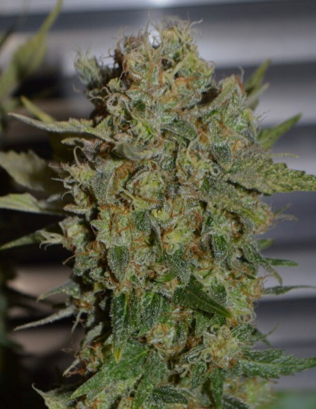 Chocolope Feminizowane (Gnomes Seeds)-Gnomes Seeds-GnomesGarden