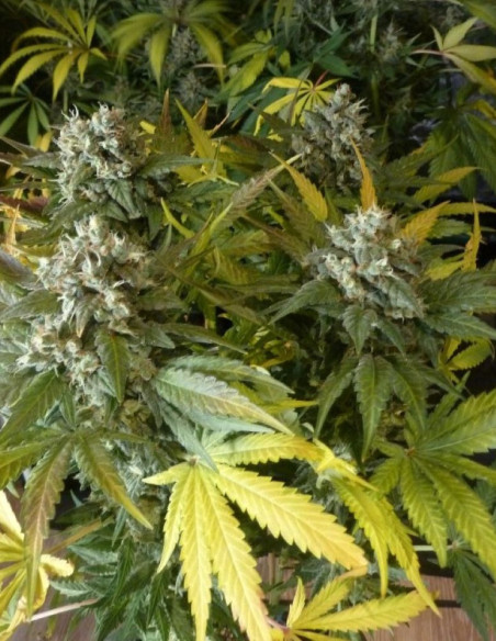 Jack Herer  Feminisiert (Gnomes Seeds)-Gnomes Seeds-GnomesGarden