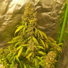 Auto Devil XXL Feminizowane (Gnomes Seeds)