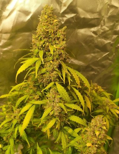 Auto Devil XXL Feminizowane (Gnomes Seeds)