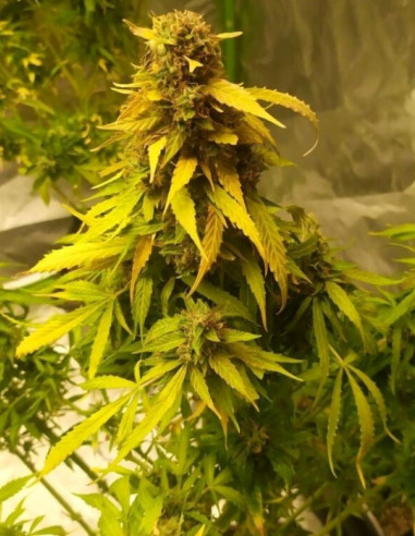 Auto Devil XXL Feminized (Gnomes Seeds)-Gnomes Seeds-GnomesGarden