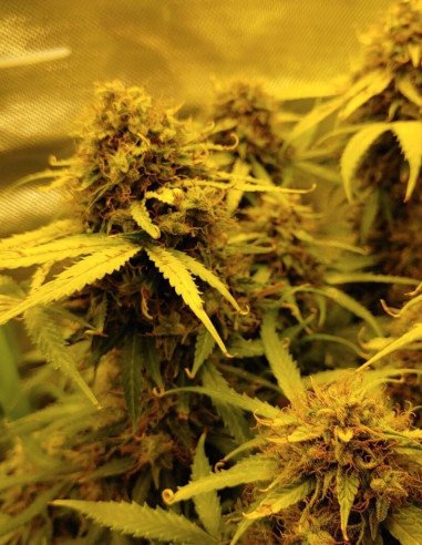 Auto Mazar Feminizowane (Gnomes Seeds)