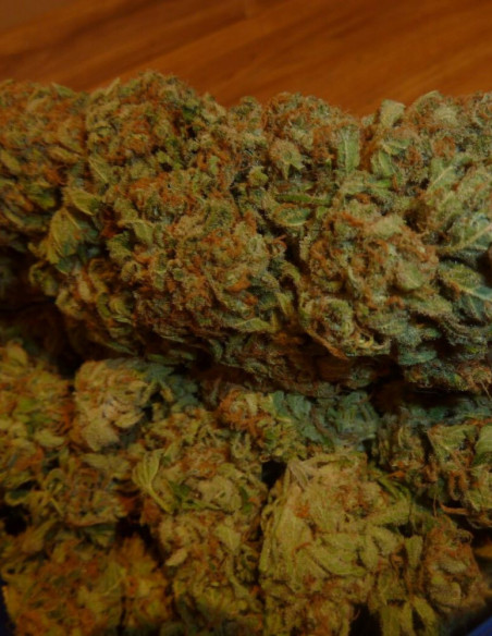 Bubble Gum Feminizowane (Gnomes Seeds)-Odmiana tygodnia -50%-GnomesGarden