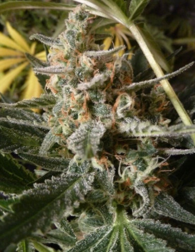 Bubble Gum Feminizowane (Gnomes Seeds)-Odmiana tygodnia -50%-GnomesGarden