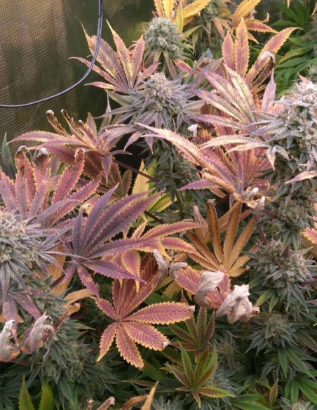 Amnesia Haze  Feminized (Gnomes Seeds)-Variety of the week -50%-GnomesGarden