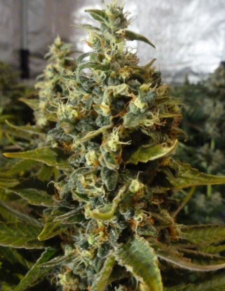 Jack Herer  Feminisiert (Gnomes Seeds)-Gnomes Seeds-GnomesGarden