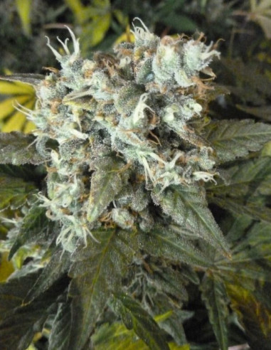 Jack Herer  Feminized (Gnomes Seeds)-Gnomes Seeds-GnomesGarden