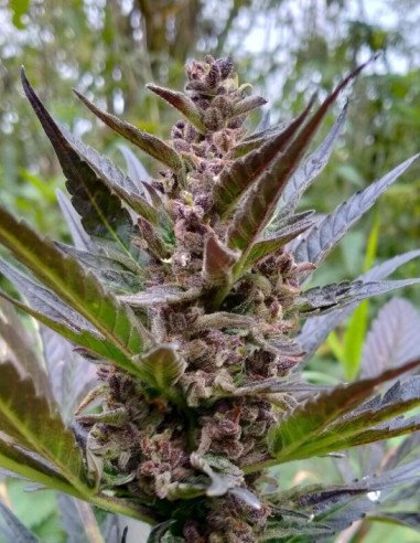 Auto Blueberry x Lemon Haze  (Gnomes Seeds)