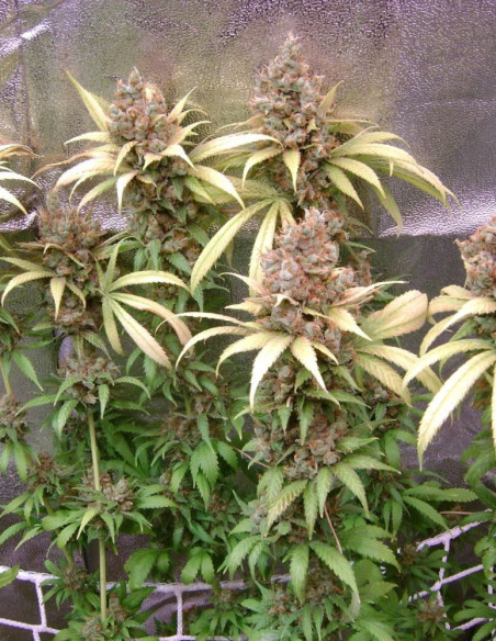 Cindy 99 Feminized (Gnomes Seeds)-Gnomes Seeds-GnomesGarden